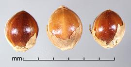  Paspalum scrobiciulatum.  Florets with papery glumes are often attached. Photo by Julia Scher, USDA-APHIS-PPQ.