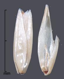  Pennisetum polystachion.  Florets with a smooth, shiny lemma. Photo by Julia Scher, USDA-APHIS-PPQ.