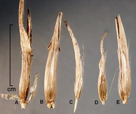  Pennisetum clandestinum.  Florets. Photo by Julia Scher, USDA-APHIS-PPQ.