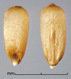  Cenchrus caudatus.  Caryopses. Photo by Julia Scher, USDA-APHIS-PPQ.