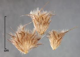  Cenchrus pedicellatus.  Unconditioned seed that have feathery filaments attached to the callus. Photo by Julia Scher, USDA-APHIS-PPQ.