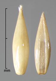  Pennisetum polystachion.  Florets. Photo by Julia Scher, USDA-APHIS-PPQ.