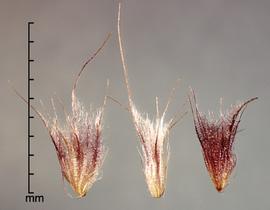  Pennisetum polystachion.  Unconditioned seeds with feathery filaments attached to the callus. Photo by Julia Scher, USDA-APHIS-PPQ.