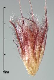  Pennisetum polystachion.  Unconditioned seeds with feathery filaments attached to the callus. Photo by Julia Scher, USDA-APHIS-PPQ.