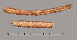  Prosopis alpataco.  Seeds in pods. Photo by Julia Scher, USDA-APHIS-PPQ.