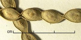  Neltuma articulata . Fruits. Photo by Julia Scher, USDA-APHIS-PPQ.