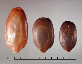  Neltuma articulata . True seeds with a circular line between the margin and center. Photo by Julia Scher, USDA-APHIS-PPQ.