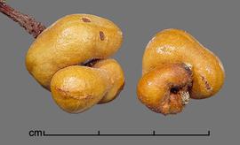  Strombocarpa burkartii . Fruits. Photo by Julia Scher, USDA-APHIS-PPQ.