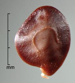  Strombocarpa burkartii . Dark brown seeds with a rough surface. Photo by Julia Scher, USDA-APHIS-PPQ.