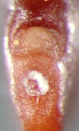  Strombocarpa burkartii . Hilum at the base. Photo by Julia Scher, USDA-APHIS-PPQ.