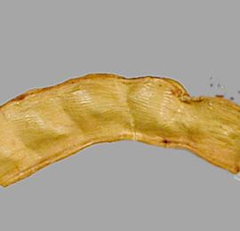  Prosopis caldenia.  Seeds in pods. Photo by Julia Scher, USDA-APHIS-PPQ.