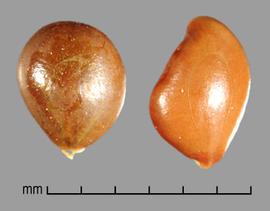  Prosopis caldenia.  Seeds with a depressed hilum that is obscured by a whitish corky tissue, which is elevated above the surface of the seed. Photo by Julia Scher, USDA-APHIS-PPQ.