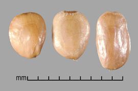  Prosopis caldenia.  Light brown to white true seeds. Photo by Julia Scher, USDA-APHIS-PPQ.