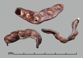  Prosopis calingastana.  Seeds in pods. Photo by Julia Scher, USDA-APHIS-PPQ.
