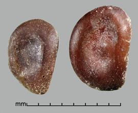  Prosopis calingastana.  Rough seeds with compressed sides. Photo by Julia Scher, USDA-APHIS-PPQ.