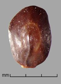  Prosopis campestri.  Dark brown, smooth seeds. Photo by Julia Scher, USDA-APHIS-PPQ.