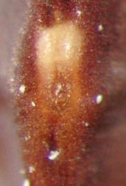  Prosopis campestris.  Hilum at the base. Photo by Julia Scher, USDA-APHIS-PPQ.