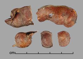  Prosopis castellanosii.  Seeds in pods. Photo by Julia Scher, USDA-APHIS-PPQ.