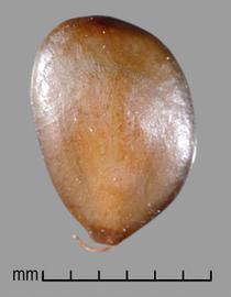  Prosopis castellanosii.  Smooth seeds with a faint circular line between the margin and center. Photo by Julia Scher, USDA-APHIS-PPQ.