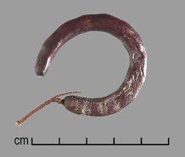  Prosopis denudans.  Seeds in pods. Photo by Julia Scher, USDA-APHIS-PPQ.