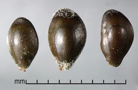  Prosopis denudans.  Black seeds that are scurfy at the base and the apex. Photo by Julia Scher, USDA-APHIS-PPQ.