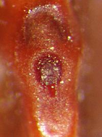  Prosopis elata.  Hilum at base. Photo by Julia Scher, USDA-APHIS-PPQ.