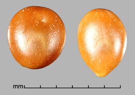  Prosopis ferox.  Light brown oval seeds. Photo by Julia Scher, USDA-APHIS-PPQ.
