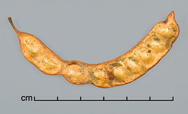  Prosopis fiebrigii.  Seeds in pods. Photo by Julia Scher, USDA-APHIS-PPQ.