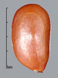 Prosopis hassleri.  Oval, true seeds. Photo by Julia Scher, USDA-APHIS-PPQ.