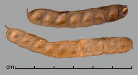 Prosopis humilis.  Seeds in pods. Photo by Julia Scher, USDA-APHIS-PPQ.