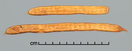  Prosopis pallida.  Pods. Photo by Julia Scher, USDA-APHIS-PPQ.