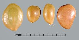  Prosopis pallida.  True seeds with a smooth texture. Photo by Julia Scher, USDA-APHIS-PPQ.