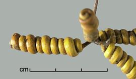  Prosopis reptans.  Seeds in pods. Photo by Julia Scher, USDA-APHIS-PPQ.