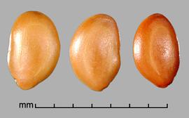  Prosopis reptans.  D-shaped seeds. Photo by Julia Scher, USDA-APHIS-PPQ.