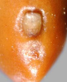  Prosopis reptans.  Hilum at base. Photo by Julia Scher, USDA-APHIS-PPQ.