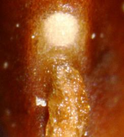  Prosopis rojasiana . Hilum at base. Photo by Julia Scher, USDA-APHIS-PPQ.