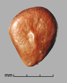  Prosopis rojasiana . True seeds with a circular line between the margin and center. Photo by Julia Scher, USDA-APHIS-PPQ.