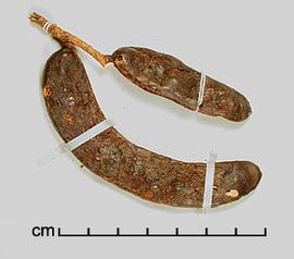  Prosopis ruizlealii . True seeds in pods. Photo by Julia Scher, USDA-APHIS-PPQ.
