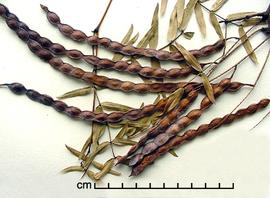  Prosopis ruscifolia.  True seeds in pods. Photo by Julia Scher, USDA-APHIS-PPQ.
