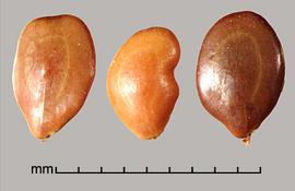  Prosopis ruscifolia.  Dark to light brown true seeds. Photo by Julia Scher, USDA-APHIS-PPQ.