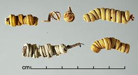  Prosopis strombulifera.  True seeds in oddly-shaped pods. Photo by Julia Scher, USDA-APHIS-PPQ.