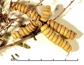  Prosopis strombulifera.  True seeds in oddly-shaped pods. Photo by Julia Scher, USDA-APHIS-PPQ.