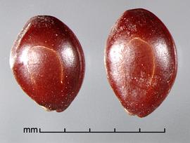  Prosopis strombulifera.  True seeds with a yellow circular line between the margin and center. Photo by Julia Scher, USDA-APHIS-PPQ.
