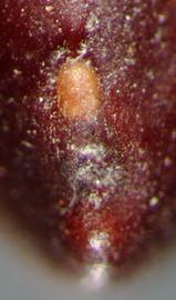  Prosopis strombulifera.  True seeds with a protruding hilum. Photo by Julia Scher, USDA-APHIS-PPQ.