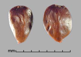  Prosopis torquata.  True seeds with the hilum at the base and are a small lateral protrusion. Photo by Julia Scher, USDA-APHIS-PPQ.