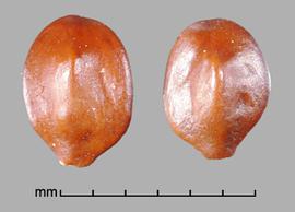  Prosopis torquata.  True seeds with the hilum at the base and are a small lateral protrusion. Photo by Julia Scher, USDA-APHIS-PPQ.
