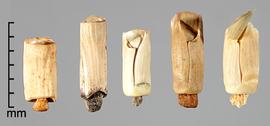  Rottboellia cochinchinensis.  Rachis segments with a knob on the base. Photo by Julia Scher, USDA-APHIS-PPQ.