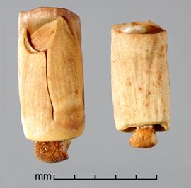  Rottboellia cochinchinensis.  Rachis segments with a knob on the base. Photo by Julia Scher, USDA-APHIS-PPQ.
