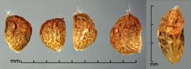  Rubus chloocladus.  True seeds that are covered with dried fruit material. Photo by Julia Scher, USDA-APHIS-PPQ.