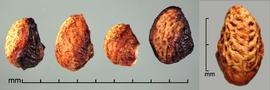  Rubus hispidus.  True seeds that are often covered with dried fruit material. Photo by Julia Scher, USDA-APHIS-PPQ.